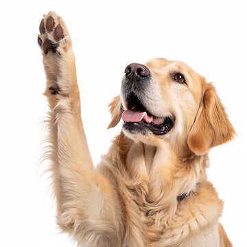 A golden retriever dog with its front paw raised in a high-five pose, set against a solid white background.